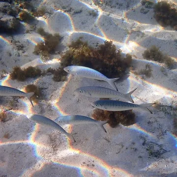 Giant kahawai — Susan Prior / Wikimedia Commons / CC BY 4.0