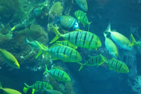 Golden trevally — The Great Mule of Eupatoria / Wikimedia Commons / CC BY 4.0