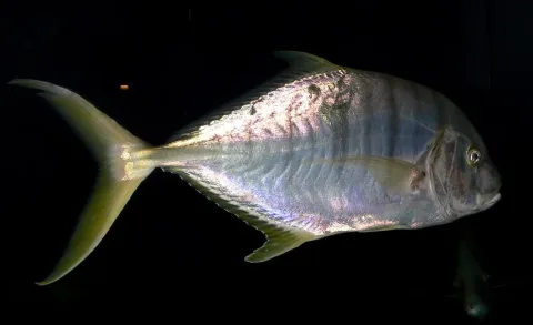 Golden trevally — Stan Shebs / Wikimedia Commons / CC BY-SA 3.0