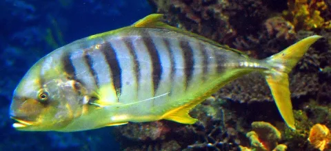 Golden trevally — https://www.flickr.com/photos/maveric2003/2090061297/in/photostream/ / Wikimedia Commons / CC BY 2.0