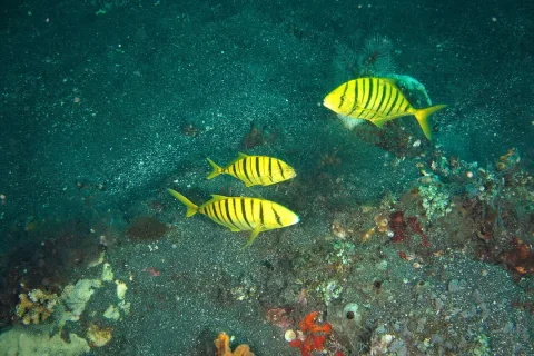 Golden trevally — Paul Kli / Wikimedia Commons / CC BY-SA 2.0