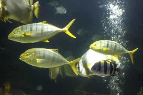 Golden trevally — Emőke Dénes / Wikimedia Commons / CC BY-SA 4.0