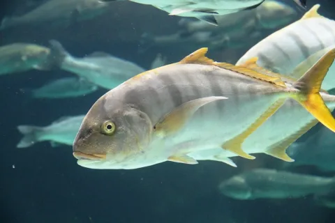Golden trevally — Bjoertvedt / Wikimedia Commons / CC BY-SA 4.0