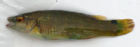 Goldsinny-wrasse — Hwf / Wikimedia Commons / Public domain