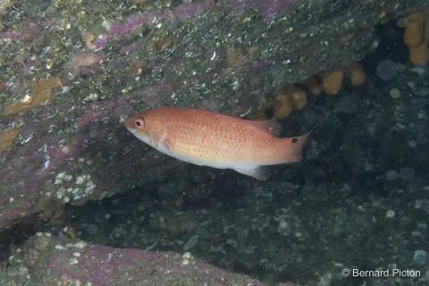 Goldsinny-wrasse — bernardpicton / Wikimedia Commons / CC BY 4.0
