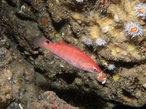Goldsinny-wrasse — libbykeatley / Wikimedia Commons / CC BY 4.0