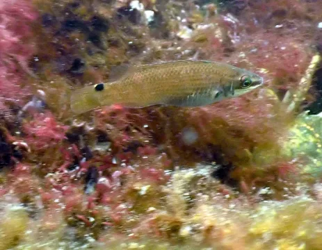 Goldsinny-wrasse — tuenf / Wikimedia Commons / CC BY-SA 4.0
