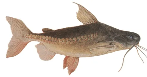 Granulated catfish — Johann Natterer / Wikimedia Commons / Public domain