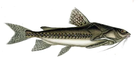 Granulated catfish — Paul Louis Oudart / Wikimedia Commons / Public domain
