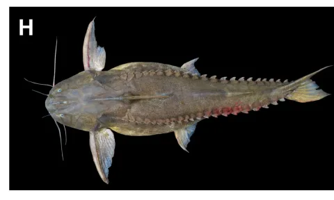 Granulated catfish — Photos: courtesy of Kelly Swing (A, B, C and D), Jonathan Valdiviezo-Rivera (F, G and H) and Daniel Escobar-Camacho (E), / Wikimedia Commons / CC BY 4.0