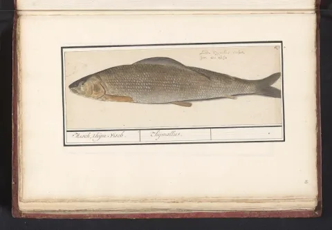 Grayling — Rijksmuseum / Wikimedia Commons / CC0