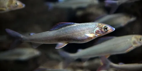 Grayling — Marrabbio2 / Wikimedia Commons / CC BY-SA 3.0