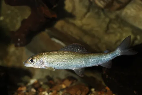 Grayling — Gilles San Martin / Wikimedia Commons / CC BY-SA 2.0