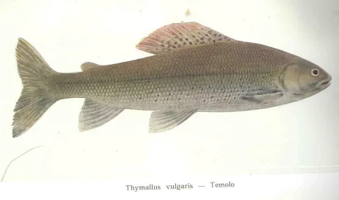 Grayling — Felice Supino / Wikimedia Commons / Public domain
