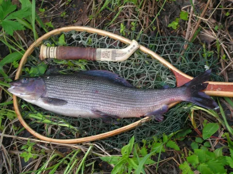 Grayling — Original uploader was Orjatar at fi.wikipedia / Wikimedia Commons / CC BY-SA 3.0