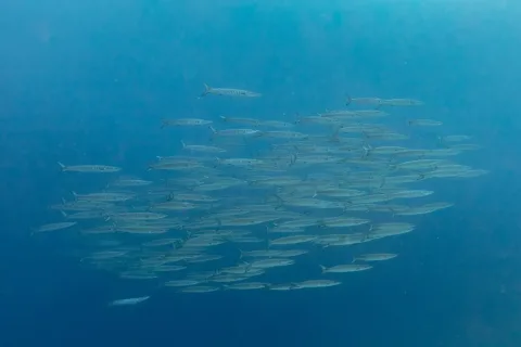 Great barracuda — Diego Delso / Wikimedia Commons / CC BY-SA 4.0