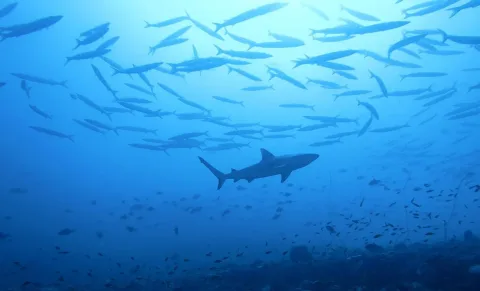 Great barracuda — Jerome Paillet (IFREMER, Laboratoire d'Océanographie Physique et Spatiale, Centre Bretagne - ZI de la Pointe du Diable - / Wikimedia Commons / CC BY 4.0