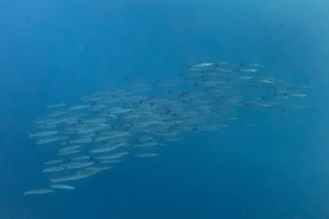 Great barracuda — Diego Delso / Wikimedia Commons / CC BY-SA 4.0
