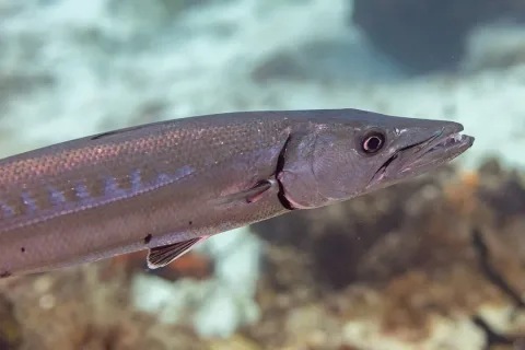 Great barracuda — Diego Delso / Wikimedia Commons / CC BY-SA 4.0