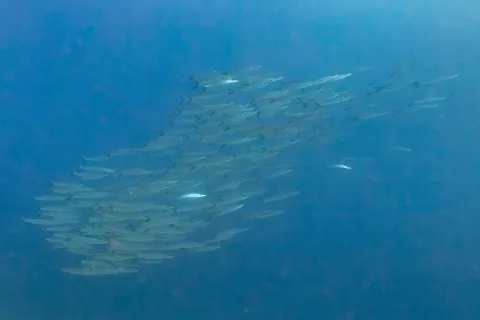 Great barracuda — Diego Delso / Wikimedia Commons / CC BY-SA 4.0