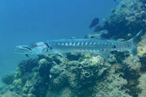 Great barracuda — Diego Delso / Wikimedia Commons / CC BY-SA 4.0