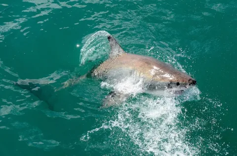 Great white shark — Olga Ernst / Wikimedia Commons / CC BY-SA 4.0