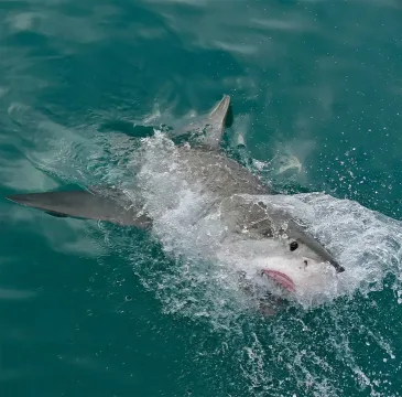 Great white shark — Bernard DUPONT from FRANCE / Wikimedia Commons / CC BY-SA 2.0