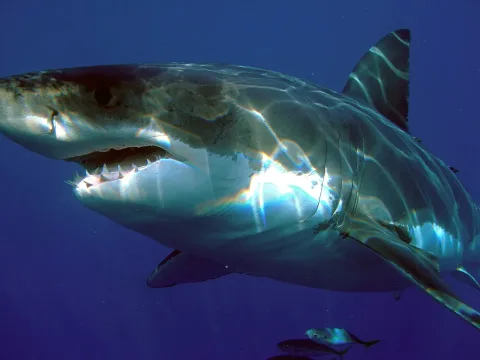 Great white shark — Sharkdiver.com / Wikimedia Commons / Public domain