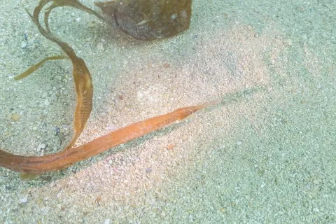 Greater pipefish — Diego Delso / Wikimedia Commons / CC BY-SA 4.0