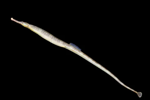 Greater pipefish — Hans Hillewaert / Wikimedia Commons / CC BY-SA 4.0