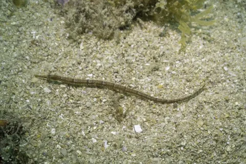 Greater pipefish — Diego Delso / Wikimedia Commons / CC BY-SA 4.0