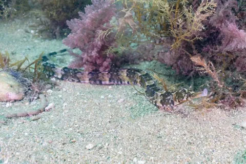 Greater pipefish — Diego Delso / Wikimedia Commons / CC BY-SA 4.0