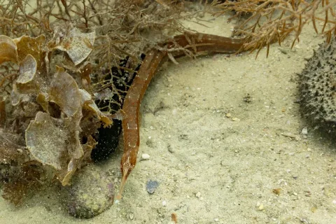 Greater pipefish — Diego Delso / Wikimedia Commons / CC BY-SA 4.0