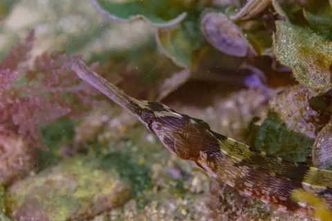 Greater pipefish — Diego Delso / Wikimedia Commons / CC BY-SA 4.0