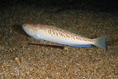 Greater weever — Etrusko25 / Wikimedia Commons / Public domain