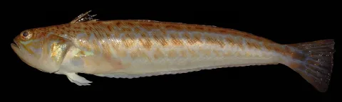 Greater weever — Hans Hillewaert / Wikimedia Commons / CC BY-SA 4.0