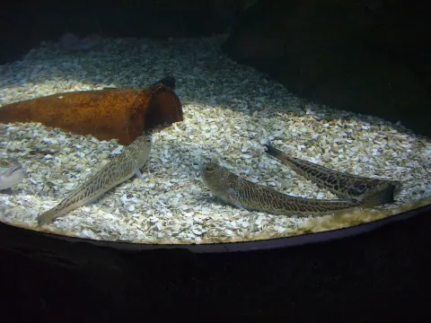 Greater weever — Magnus Manske / Wikimedia Commons / CC BY-SA 3.0