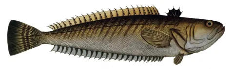 Greater weever — Krüger / Wikimedia Commons / Public domain