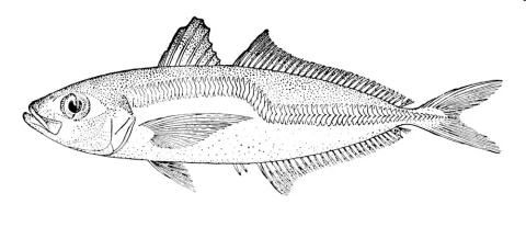 Greenback horse mackerel — A. R. Mc Culloch / Wikimedia Commons / Public domain