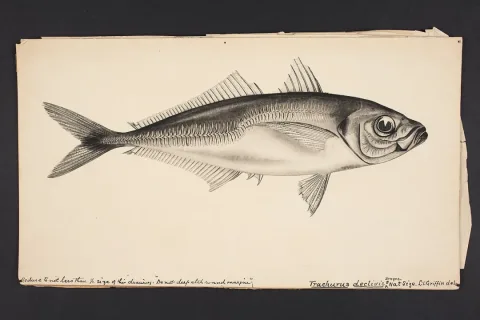 Greenback horse mackerel — Auckland Museum  Collections from Auckland, Aotearoa New Zealand / Wikimedia Commons / Public domain