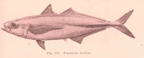 Greenback horse mackerel — Edgar Ravenswood Waite / Wikimedia Commons / Public domain