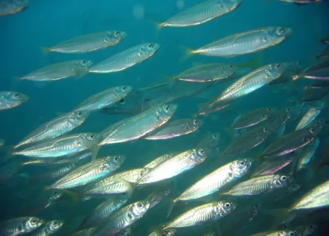 Greenback horse mackerel — Richard Ling / Wikimedia Commons / CC BY-SA 2.0