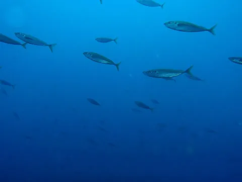 Greenback horse mackerel — Peter Southwood / Wikimedia Commons / CC BY-SA 3.0