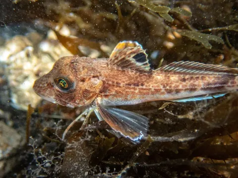 Grey gurnard — libbykeatley / Wikimedia Commons / CC BY 4.0
