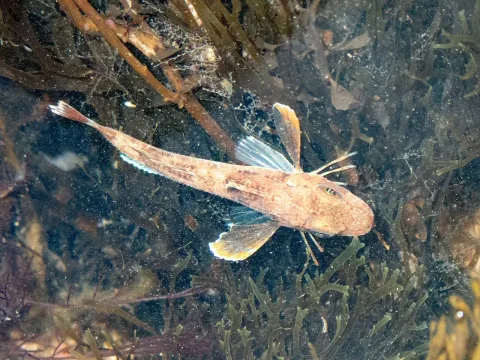 Grey gurnard — libbykeatley / Wikimedia Commons / CC BY 4.0