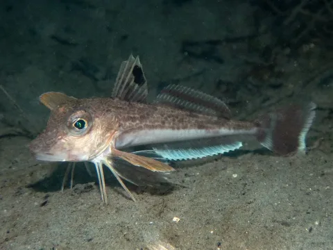 Grey gurnard — (c) Libby Keatley, some rights reserved (CC BY) / Wikimedia Commons / CC BY 4.0