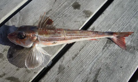 Grey gurnard — Arnstein Rønning / Wikimedia Commons / CC BY 3.0