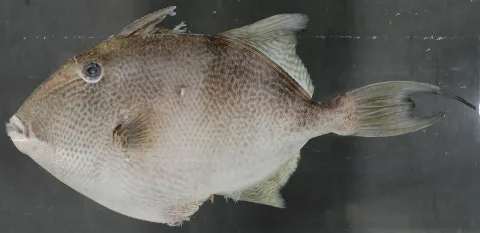 Grey triggerfish — Smithsonian Environmental Research Center / Wikimedia Commons / CC BY 2.0