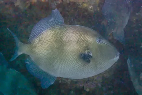 Grey triggerfish — Diego Delso / Wikimedia Commons / CC BY-SA 4.0
