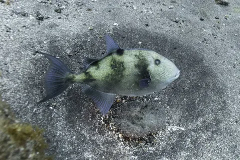 Grey triggerfish — Diego Delso / Wikimedia Commons / CC BY-SA 4.0